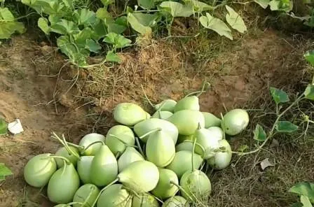 bottle gourd
